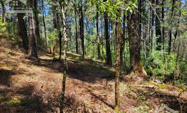 TERRENO EN LA ESTANZUELA, MINERAL DEL CHICO TOTALMENTE BOSCOSO CON VISTA PANORÁMICA