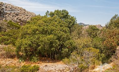 TERRENO EN LA ESTANZUELA, MINERAL DEL CHICO TOTALMENTE BOSCOSO CON VISTA PANORÁMICA