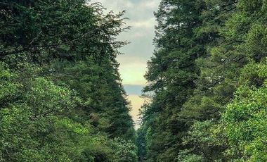 TERRENO EN LA ESTANZUELA, MINERAL DEL CHICO TOTALMENTE BOSCOSO CON VISTA PANORÁMICA