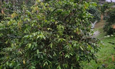 Linda Quinta 12.619 m2 - Puerto Quito - Río - Lotización privada.