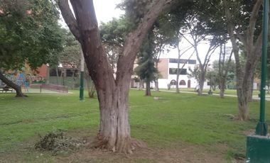VENDO DE OCASION TERRENO DE AT 160 M2 POR LA AV NARANJAL DISTRITO DE LOS OLIVOS
