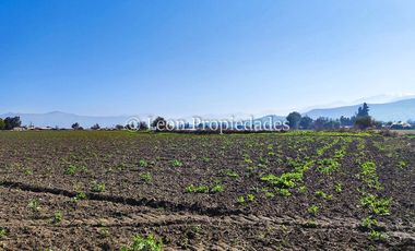 Leon Propiedades vende terreno agrícola de 7.8 ha, en sector Pataguilla, Curacaví.