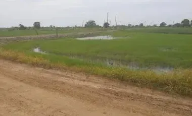 Venta 18.7 Has Vía Al Pan - Samborondon. diagonal al monumento Yunez, a 200 m del peaje