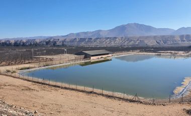 Campo agrícola / antigua producción de Paltos, uva, naranjas