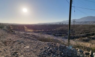 Campo agrícola / antigua producción de Paltos, uva, naranjas