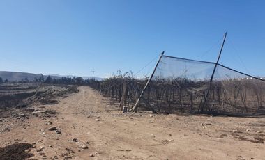 Campo agrícola / antigua producción de Paltos, uva, naranjas