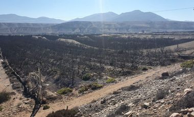 Campo agrícola / antigua producción de Paltos, uva, naranjas