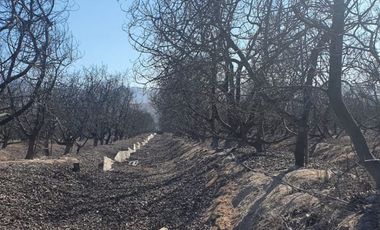 Campo agrícola / antigua producción de Paltos, uva, naranjas
