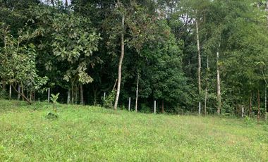 Venta terreno Mindo 2 HC  a pocos metros del parque de Mindo