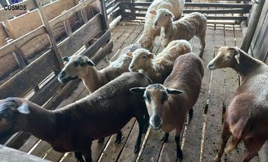 Terreno con casa de campo en Mascarilla sector Pambacienda, 16.000 m2