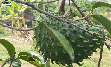 Terreno con casa de campo en Mascarilla sector Pambacienda, 16.000 m2