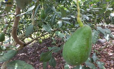 Terreno con casa de campo en Mascarilla sector Pambacienda, 16.000 m2