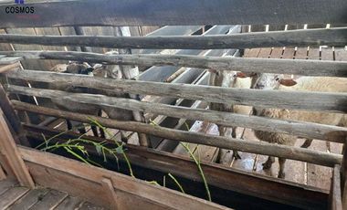 Terreno con casa de campo en Mascarilla sector Pambacienda, 16.000 m2