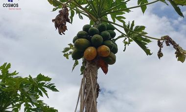 Terreno con casa de campo en Mascarilla sector Pambacienda, 16.000 m2