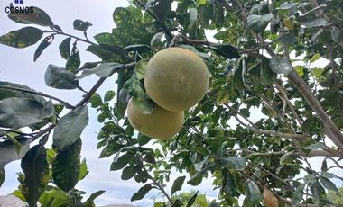 Terreno con casa de campo en Mascarilla sector Pambacienda, 16.000 m2