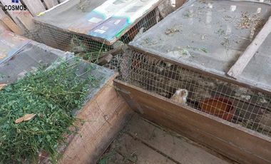 Terreno con casa de campo en Mascarilla sector Pambacienda, 16.000 m2