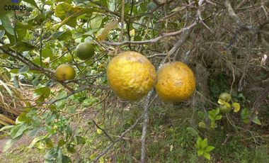 Terreno con casa de campo en Mascarilla sector Pambacienda, 16.000 m2