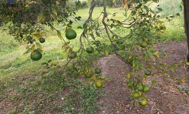 Terreno con casa de campo en Mascarilla sector Pambacienda, 16.000 m2