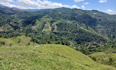 FINCA GANADERA EN SALONICA, RIO FRIO