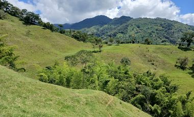 FINCA GANADERA EN SALONICA, RIO FRIO