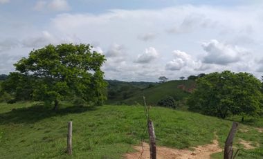 Venta de finca en Planeta Rica Vereda La Carolina