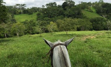 Venta de finca en Planeta Rica Vereda La Carolina
