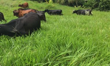 Venta de finca en Planeta Rica Vereda La Carolina