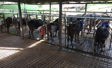 Venta de finca en Planeta Rica Vereda La Carolina