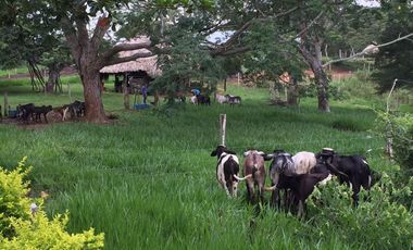 Venta de finca en Planeta Rica Vereda La Carolina