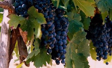 TERRENO RESIDENCIAL, ESQUINA, CAMPO DE GOLF, CLUB, CARR. SALTILLO, PAISAJE, TRANQUILIDAD, SEGURIDAD