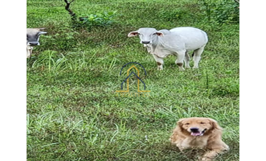 FARM LOT FOR SALE IN IN MARCOS H-WAY TANAY RIZAL