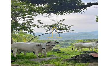FARM LOT FOR SALE IN IN MARCOS H-WAY TANAY RIZAL