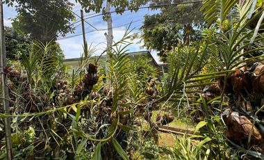 FARM HOUSE FOR SALE MATAAS NA KAHOY BATANGAS