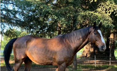 PARCELAS AGRORESIDENCIALES TRES MARIAS