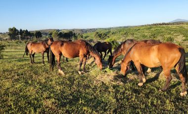 PARCELAS AGRORESIDENCIALES TRES MARIAS