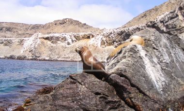 Venta Terreno Punta Choros 1 Hectárea