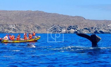 Venta Terreno Punta Choros 1 Hectárea