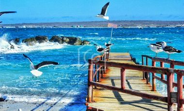 Venta Terreno Punta Choros 1 Hectárea