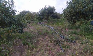 EN MIRA, VENDO PROPIEDAD, 4 HAS, CASA,SEMBRIOS AGUACATE EN PRODUCCION