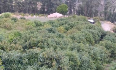 EN MIRA, VENDO PROPIEDAD, 4 HAS, CASA,SEMBRIOS AGUACATE EN PRODUCCION