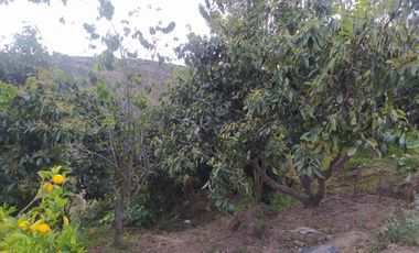 EN MIRA, VENDO PROPIEDAD, 4 HAS, CASA,SEMBRIOS AGUACATE EN PRODUCCION