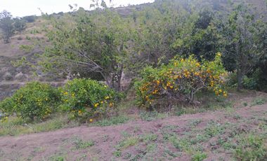 EN MIRA, VENDO PROPIEDAD, 4 HAS, CASA,SEMBRIOS AGUACATE EN PRODUCCION