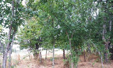 Parcela plana Sector Cayumapu 1.580 UF  5.000mt2