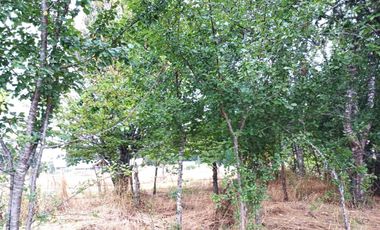 Parcela plana Sector Cayumapu 1.580 UF  5.000mt2