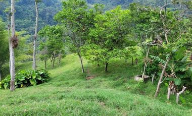 VENTA FINCA CHINACOTA