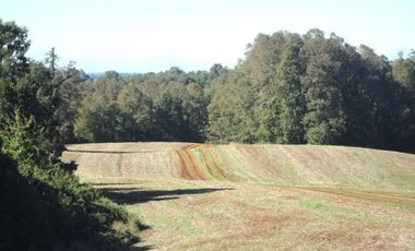 Campo con Casa 150 Ha Aprox. A 11 Km. Osorno   $ 2.247.000.000.