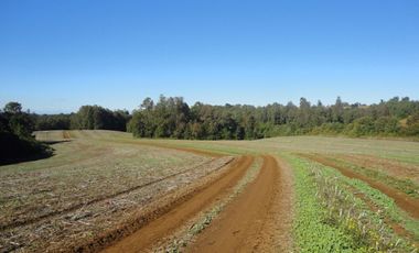 Campo con Casa 150 Ha Aprox. A 11 Km. Osorno   $ 2.247.000.000.