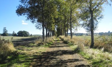 Campo con Casa 150 Ha Aprox. A 11 Km. Osorno   $ 2.247.000.000.