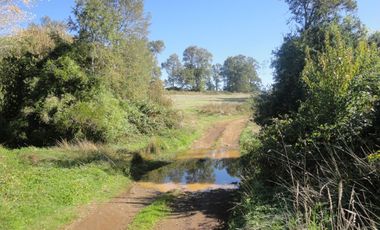 Campo con Casa 150 Ha Aprox. A 11 Km. Osorno   $ 2.247.000.000.