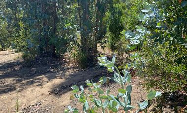 ARRIENDO CABAÑA EQUIPADA PARA 5 PERSONAS EN PARCELA, MELOSILLA, CASABLANCA